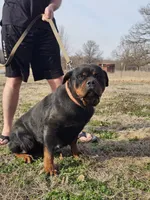 Bridgette, a female Rottweiler for sale in Mounds, OK – Photo 3 of 4