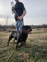 Bridgette, a female Rottweiler for sale in Mounds, OK – Photo 2 of 4