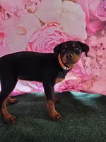 Bridgette, a female Rottweiler for sale in Mounds, OK – Photo 4 of 4