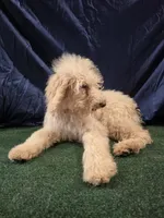 Goldie, a female Poodle - Standard  for sale in Mounds, OK – 5 of 10