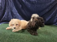 Junior , a male Poodle - Toy  for sale in Mounds, OK – 10 of 10
