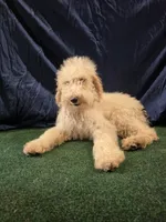 Goldie, a female Poodle - Standard  for sale in Mounds, OK – 9 of 10