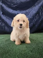 Junior , a male Poodle - Toy  for sale in Mounds, OK – 7 of 10