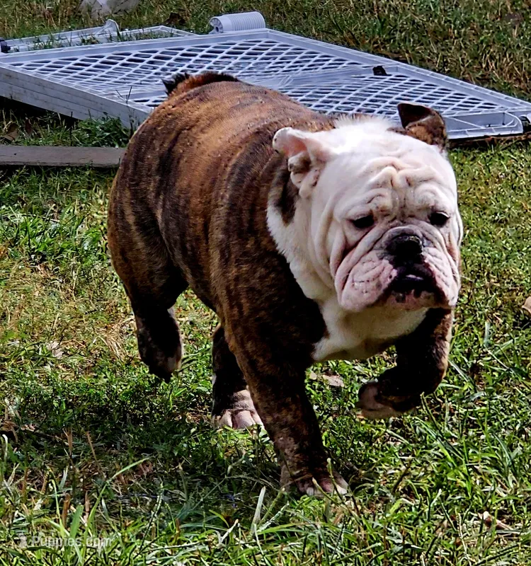 Ella – English Bulldog puppy for sale in Mounds, OK