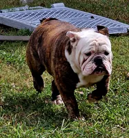 Ella, a female English Bulldog for sale in Mounds, OK – 1 of 10