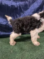 Chunky Monkey , a male Poodle - Toy  for sale in Mounds, OK – 9 of 10