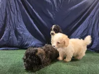 Junior , a male Poodle - Toy  for sale in Mounds, OK – 5 of 10