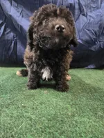 Little Lady , a female Poodle - Toy  for sale in Mounds, OK – 4 of 8
