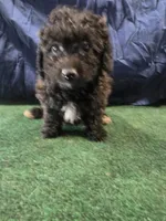 Little Lady , a female Poodle - Toy  for sale in Mounds, OK – 3 of 8