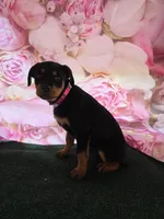 Luna, a female Rottweiler for sale in Mounds, OK – 3 of 7