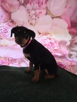 Luna, a female Rottweiler for sale in Mounds, OK – 2 of 7