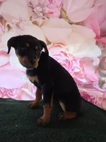 Luna, a female Rottweiler for sale in Mounds, OK – 4 of 7