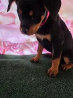 Luna, a female Rottweiler for sale in Mounds, OK – 5 of 7