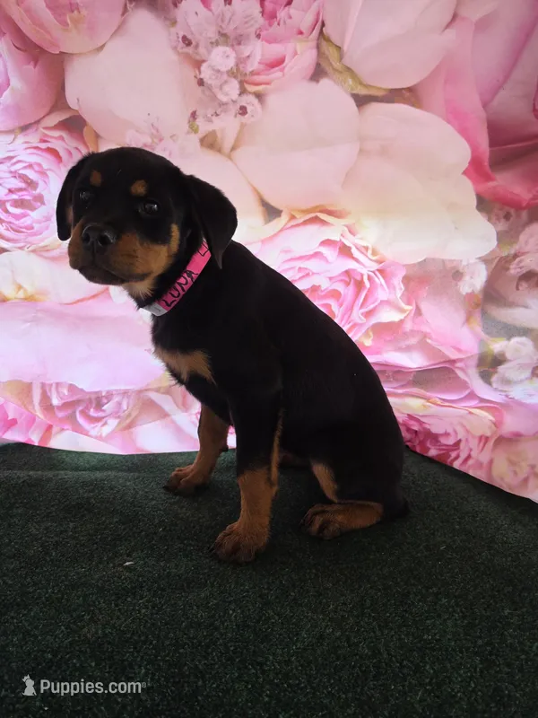 Luna – Rottweiler puppy for sale in Mounds, OK