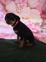 Luna, a female Rottweiler for sale in Mounds, OK – 1 of 7