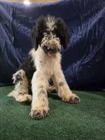 Oreo, a male Poodle - Standard  for sale in Mounds, OK – 10 of 10