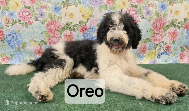 Oreo – Poodle - Standard  puppy for sale in Mounds, OK