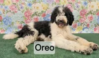 Oreo, a male Poodle - Standard  for sale in Mounds, OK – 1 of 10