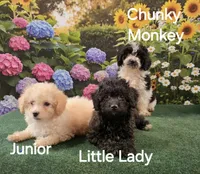 Little Lady , a female Poodle - Toy  for sale in Mounds, OK – 7 of 8