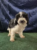 Chunky Monkey , a male Poodle - Toy  for sale in Mounds, OK – 7 of 10