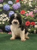Chunky Monkey , a male Poodle - Toy  for sale in Mounds, OK – 2 of 10