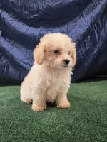 Junior , a male Poodle - Toy  for sale in Mounds, OK – 3 of 10