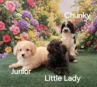 Chunky Monkey , a male Poodle - Toy  for sale in Mounds, OK – 5 of 10