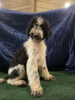 Oreo, a male Poodle - Standard  for sale in Mounds, OK – 9 of 10