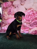 Bertha , a female Rottweiler for sale in Mounds, OK – 3 of 6