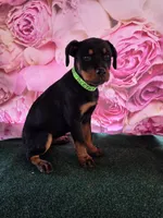 Bertha , a female Rottweiler for sale in Mounds, OK – 2 of 6