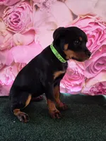 Bertha , a female Rottweiler for sale in Mounds, OK – 4 of 6