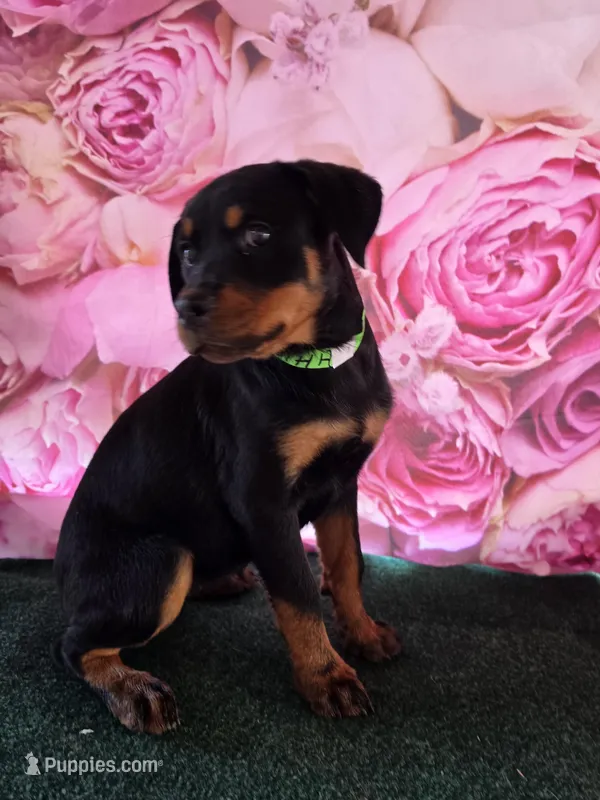 Bertha  – Rottweiler puppy for sale in Mounds, OK