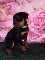 Bertha , a female Rottweiler for sale in Mounds, OK – 1 of 6