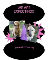 Upcoming Golden Retriever Litter, a  Golden Retriever for sale in Gray, GA – 1 of 2