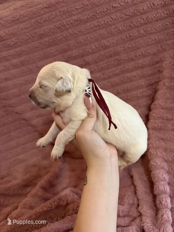 KitKat(Burgundy Collar) – Golden Retriever puppy for sale in Gray, GA