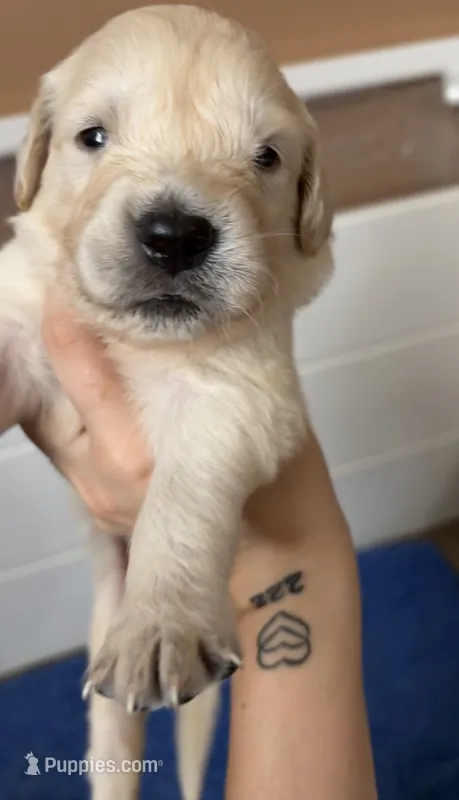 KitKat(Burgundy Collar) – Golden Retriever puppy for sale in Gray, GA