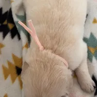 Rose (light pink collar), a female Golden Retriever for sale in Gray, GA – Photo 3 of 4