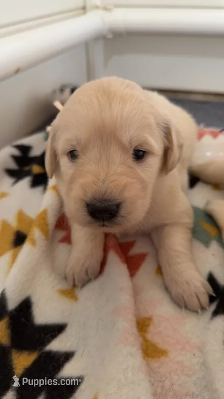 Rose (light pink collar)