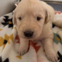 Rose (light pink collar), a female Golden Retriever for sale in Gray, GA – Photo 1 of 4
