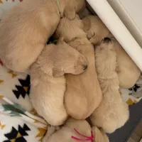 Rose (light pink collar), a female Golden Retriever for sale in Gray, GA – Photo 4 of 4
