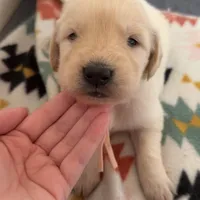 Rose (light pink collar), a female Golden Retriever for sale in Gray, GA – Photo 2 of 4