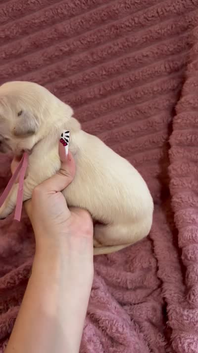 Twix (Pink Collar), a female Golden Retriever for sale in Gray, GA – 5 of 5