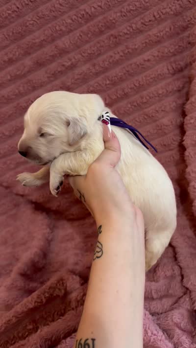 Reese (Purple Collar), a female Golden Retriever for sale in Gray, GA – 5 of 5