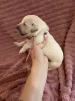 Twix (Pink Collar), a female Golden Retriever for sale in Gray, GA – 2 of 5