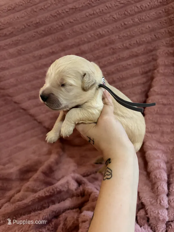 Skittles (Grey Collar) – Golden Retriever puppy for sale in Gray, GA