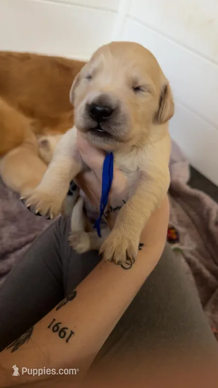 Thumper(Blue Collar)