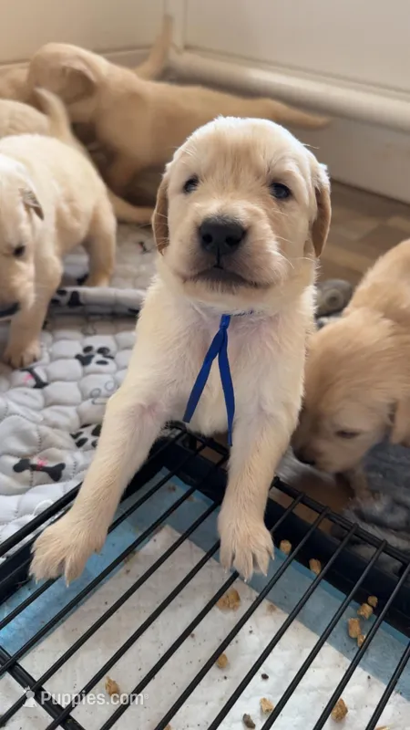 Thumper(Blue Collar)