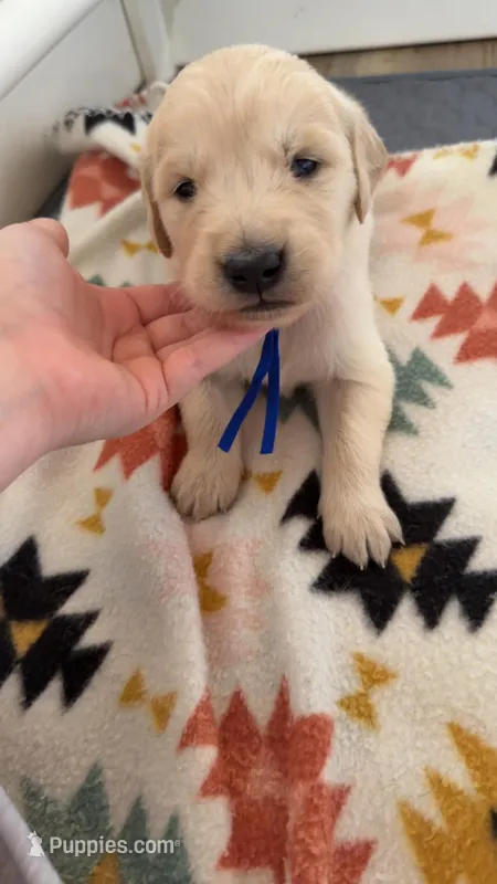 Thumper(Blue Collar)