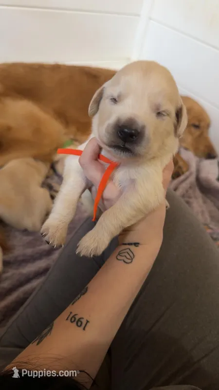 Cadbury (Orange Collar)