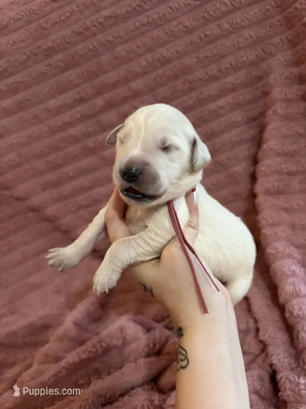 Twix (Pink Collar) – Golden Retriever puppy for sale in Gray, GA